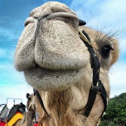 Camel