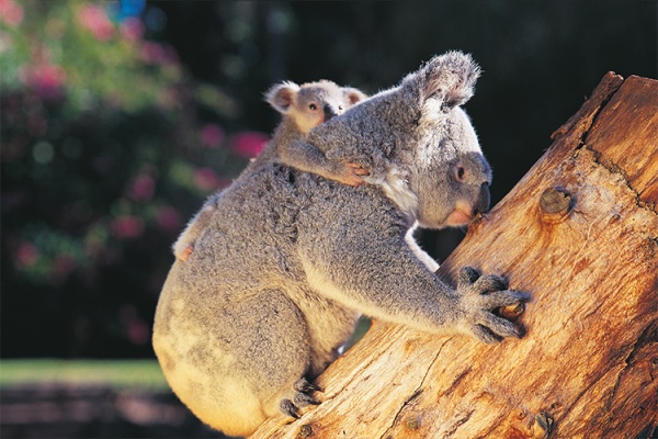 Capricorn Coast Guide