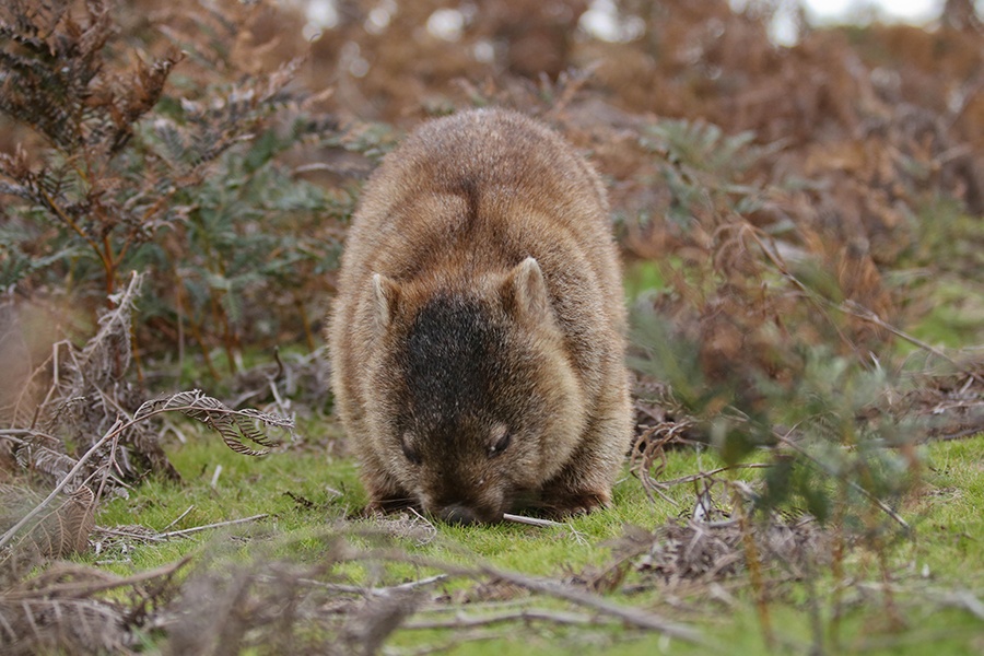 National Parks of Tasmania Blog