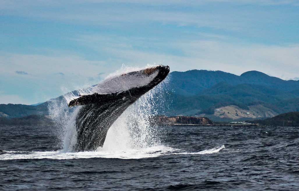 Whales in Emerald Beach