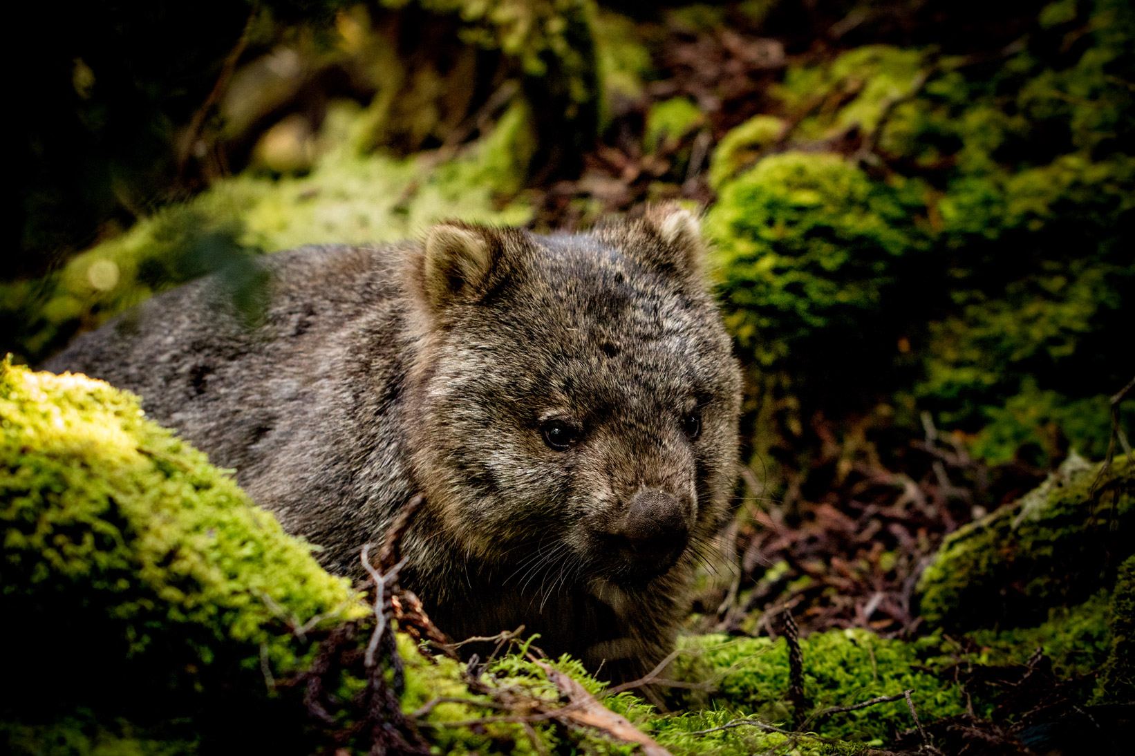 Wombat