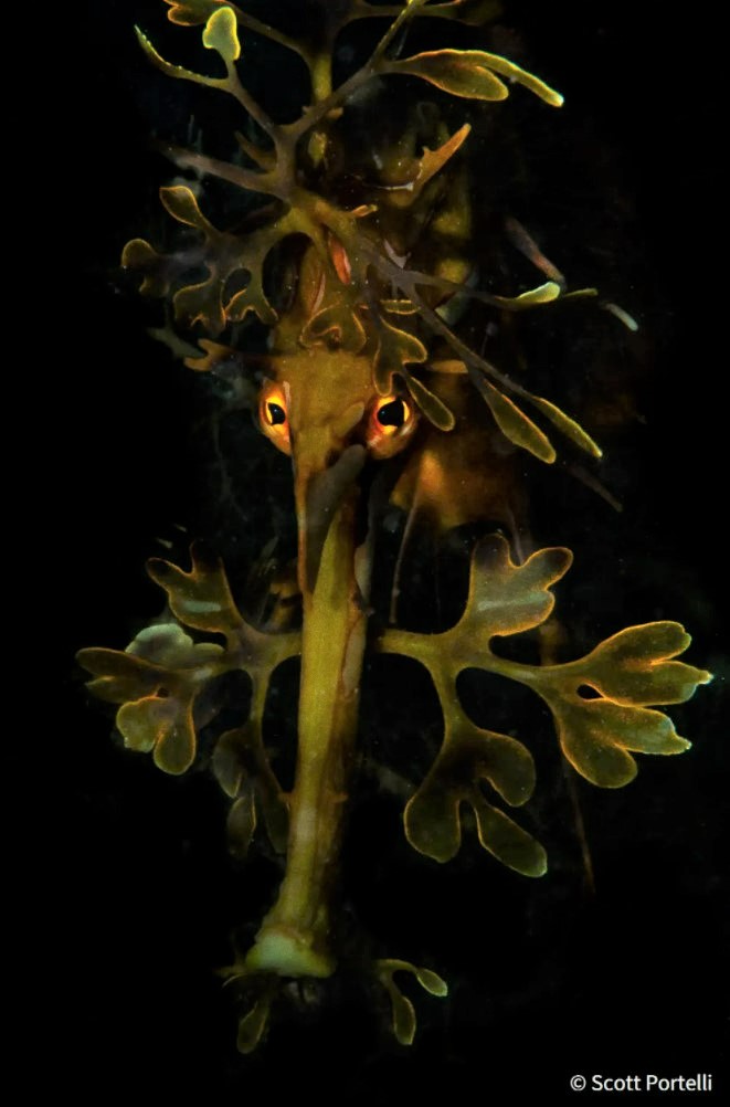 Scott Portelli   Leafy Night   AusGeo Nature Phographer of the Year 060921 ja