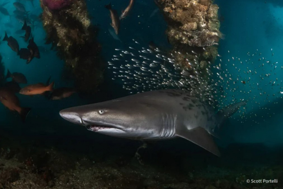 Scott Portelli   Declining Species   AusGeo Nature Phographer of the Year 060921 ja
