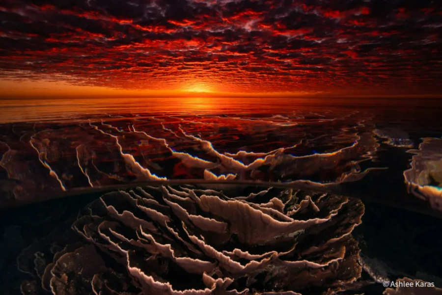 Ashley Karas   Beneath the surface   AusGeo Nature Phographer of the Year 060921 ja