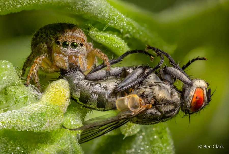 Ben Clark   Welcome to my lair   AusGeo Nature Phographer of the Year 060921 ja