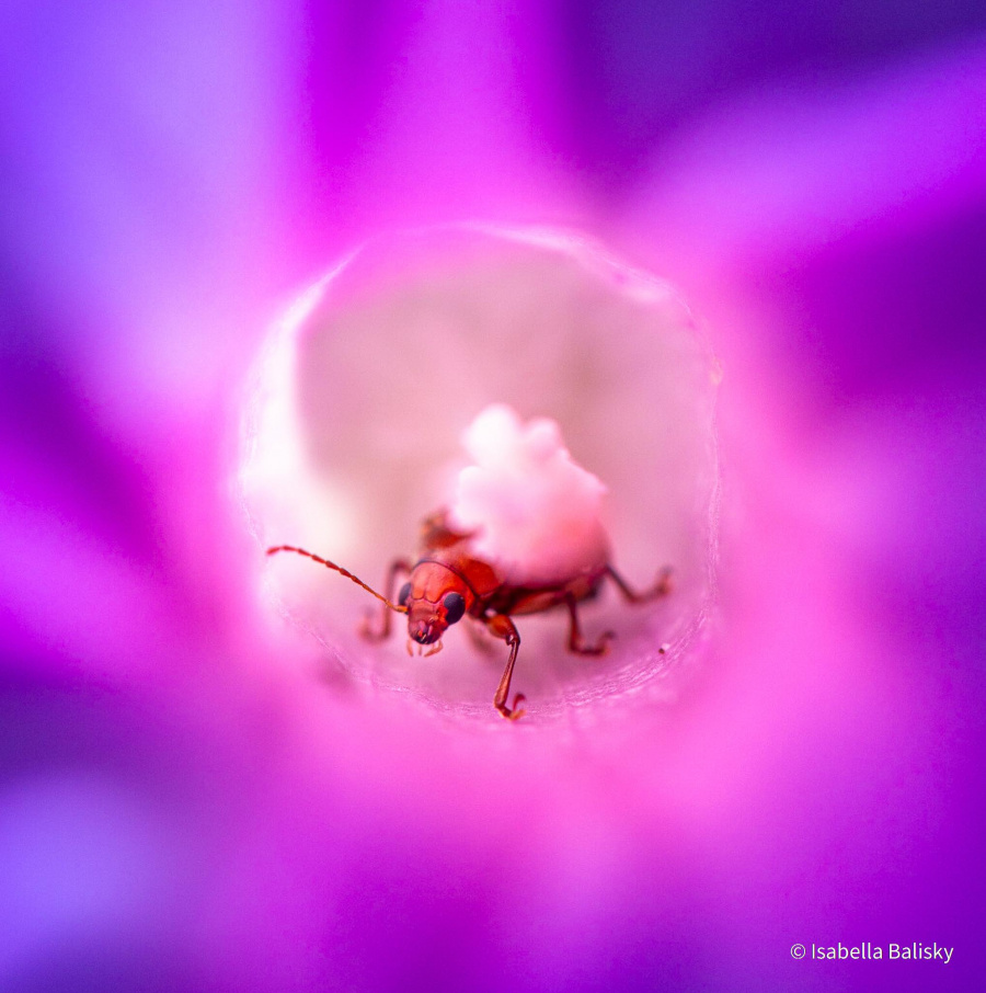 Isabella Balisky   Eye to Eye   AusGeo Nature Photographer of the Year 060921 ja