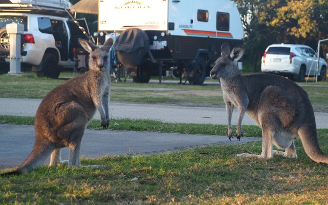 Tips for fishing sapphire coast pambula beach kangaroos
