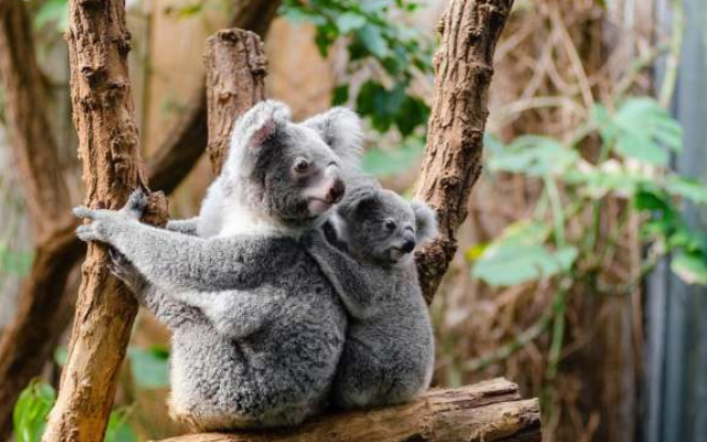 Rediscover a queensland road trip billabong sanctuary