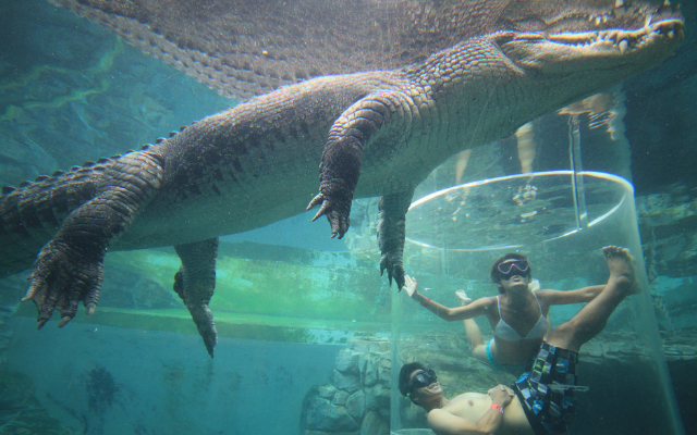 Things to do this summer crocosaurus