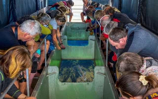 Where to see giant cuttlefish in sa whyalla foreshore dive snorkel swim cuttys boat tour