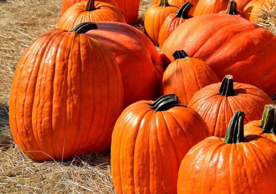 Pumpkin