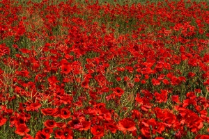 poppies